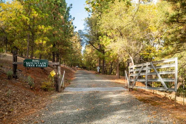 a tree in the middle of a yard
