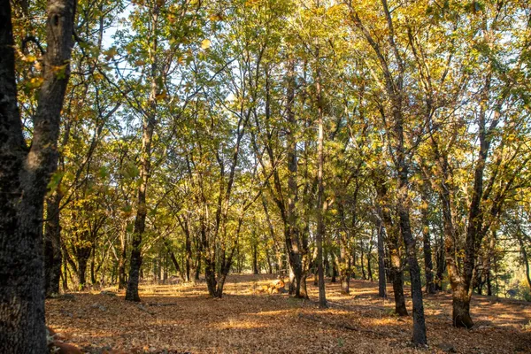 a view of a water fountain