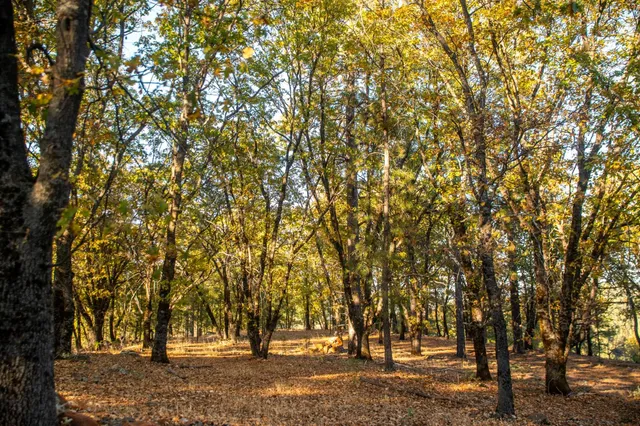 a view of a water fountain