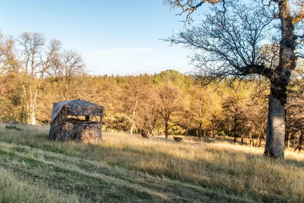 a view of swimming pool with a yard