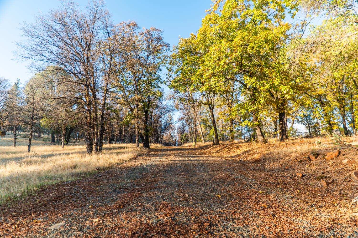 14990 Willow Glen Road Rackerby, CA 95972 - Photo 68 of 81 a view of dirt yard with trees