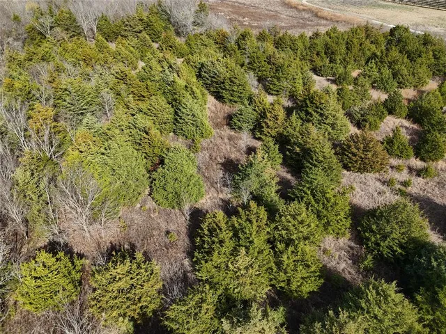 a view of a garden with plants and large trees