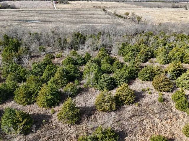 a view of a yard with plants and large trees