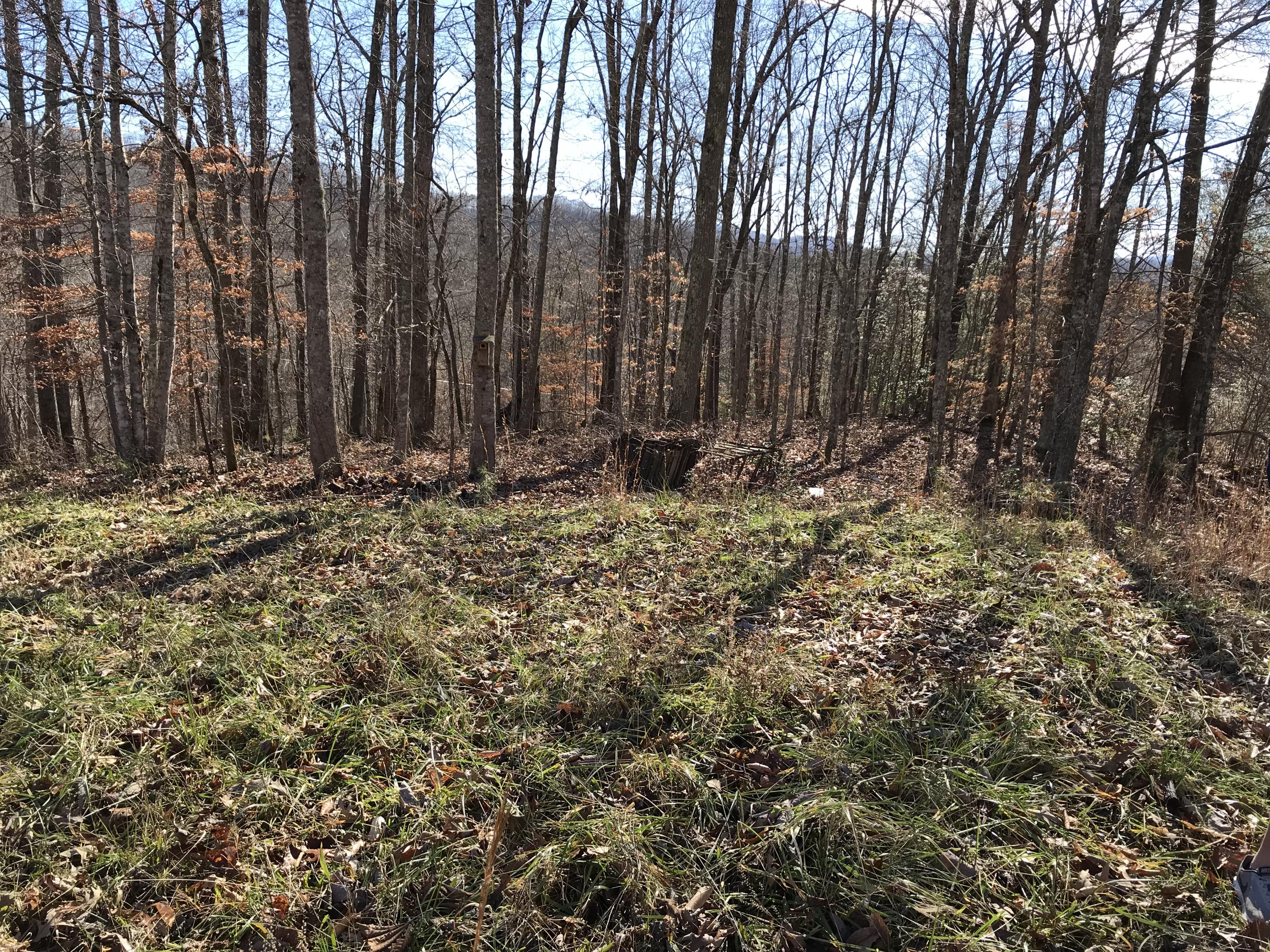 Camp Austin Road Oakdale, TN 37829 - Photo 6 of 28 camp austin 5