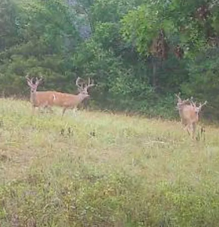 $1,320,000 | 0 Oak Grove Road, Belvidere, TN 37306