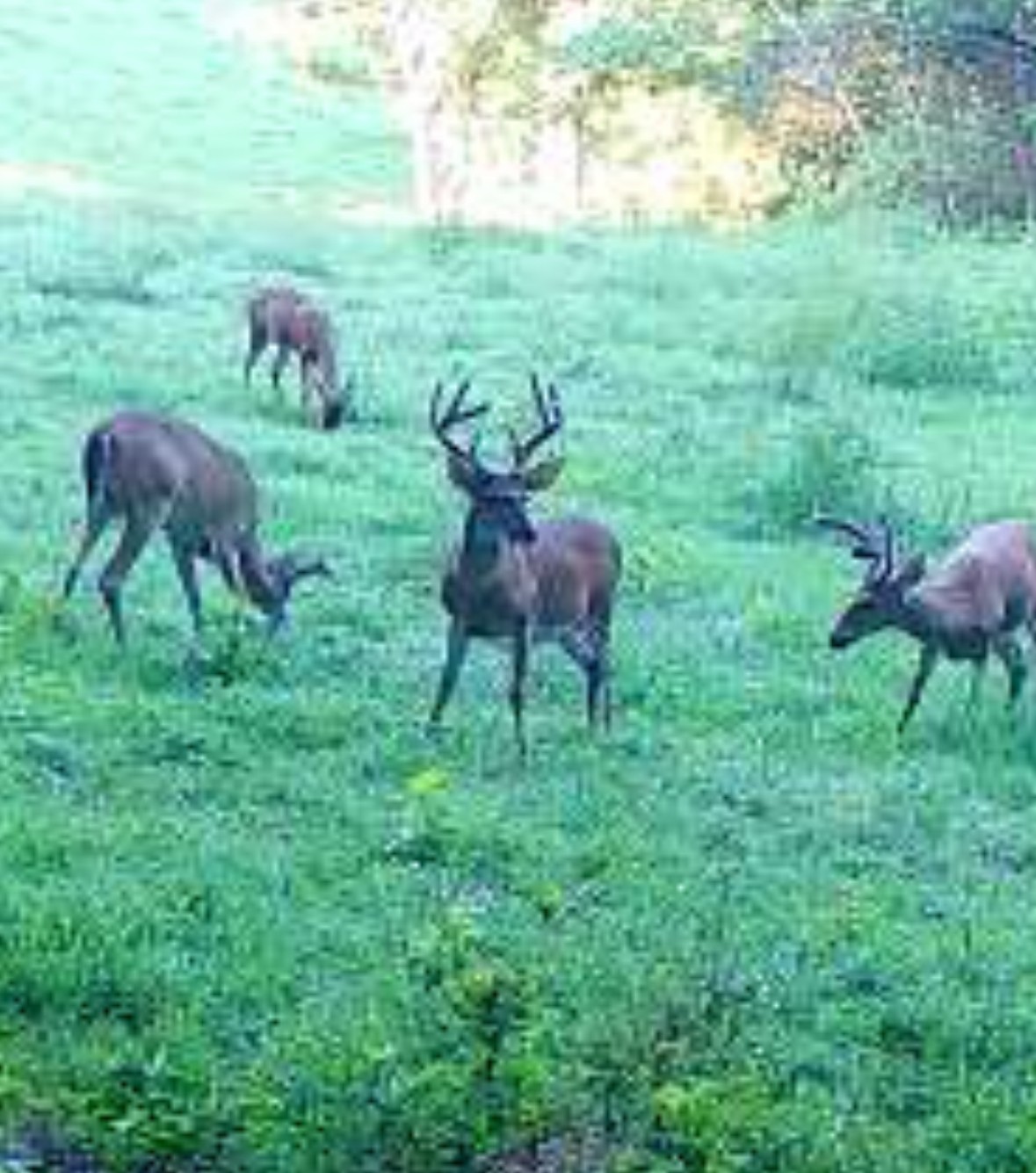 0 Oak Grove Road Belvidere, TN 37306 - Photo 3 of 8