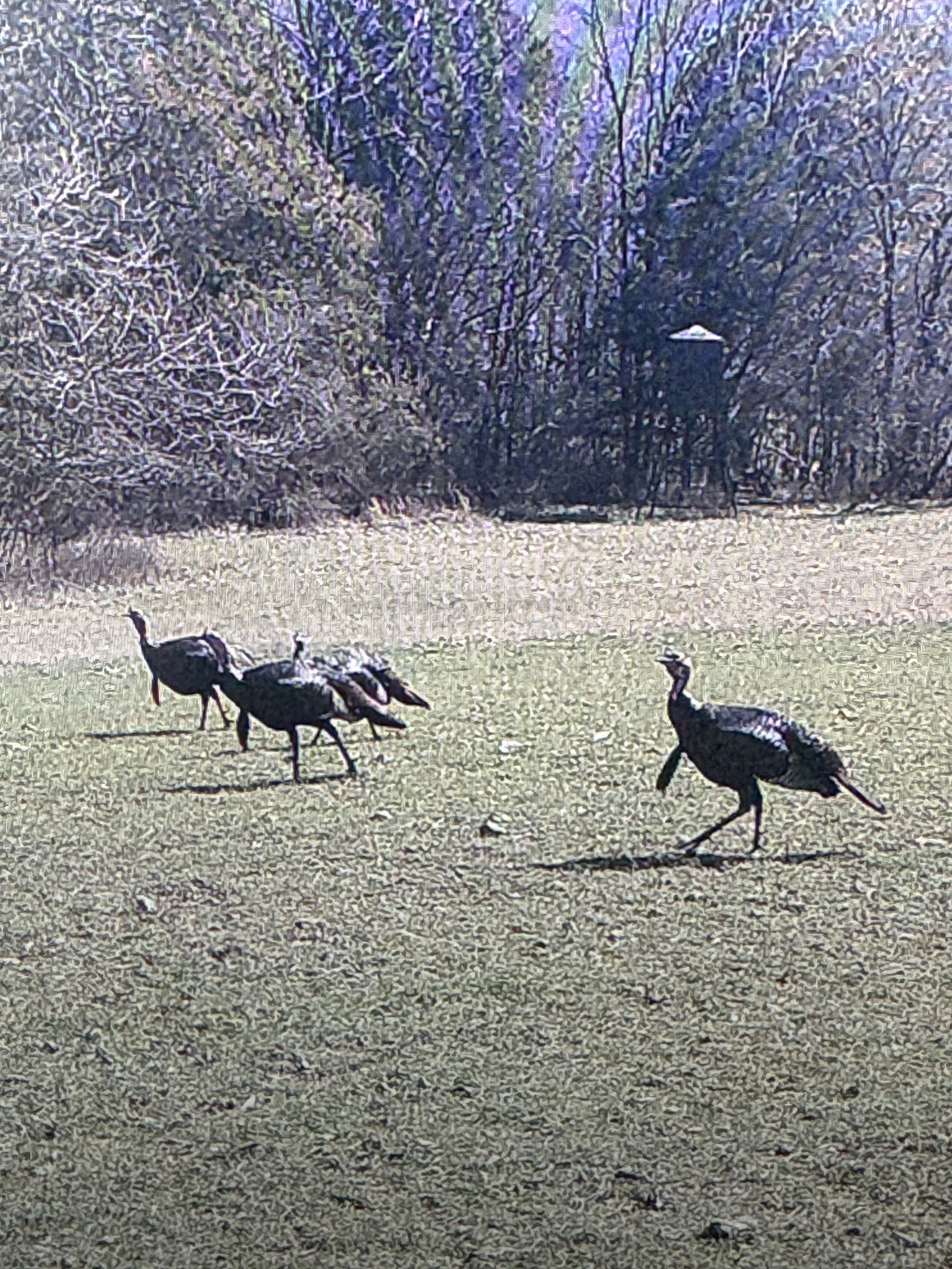 0 Oak Grove Road Belvidere, TN 37306 - Photo 4 of 8