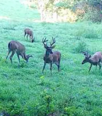 a view of a lot of trees and bushes