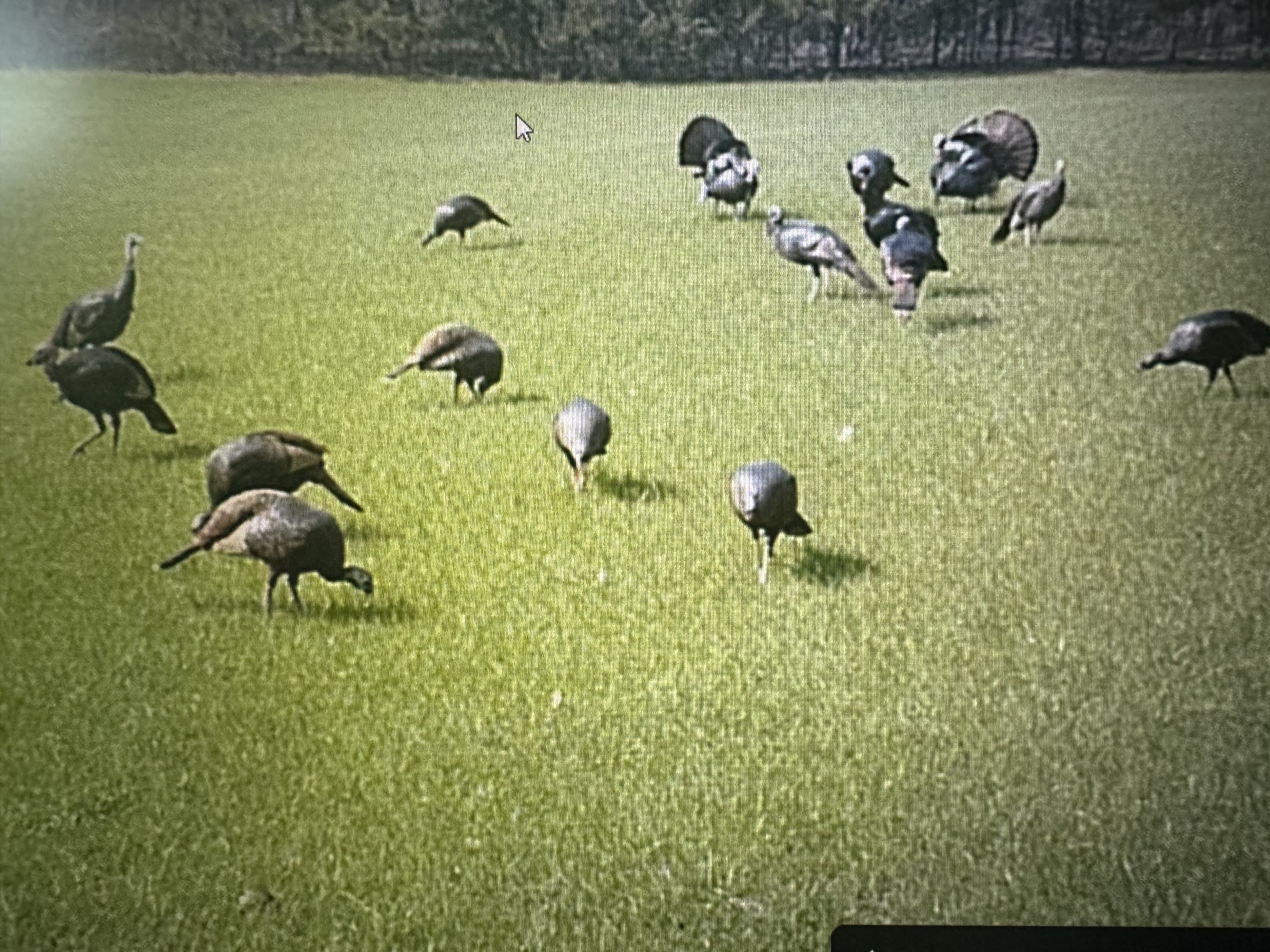 0 Oak Grove Road Belvidere, TN 37306 - Photo 5 of 8