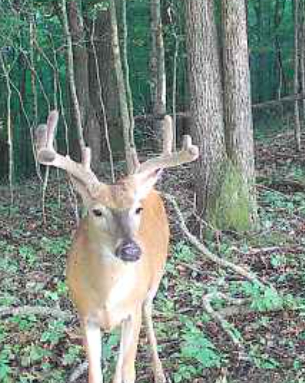 0 Oak Grove Road Belvidere, TN 37306 - Photo 7 of 8