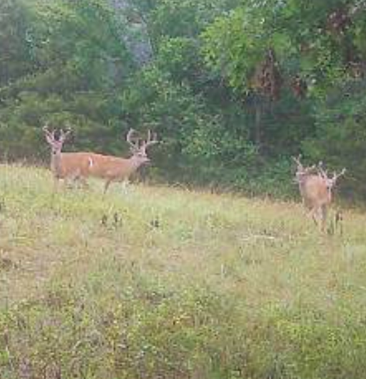 0 Oak Grove Road Belvidere, TN 37306 - Photo 8 of 8