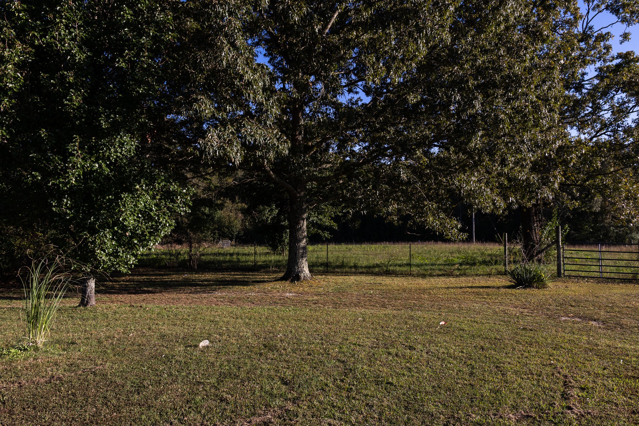 307 Swiss Colony Road Hohenwald, TN 38462 - Photo 29 of 35 a view of outdoor space with trees