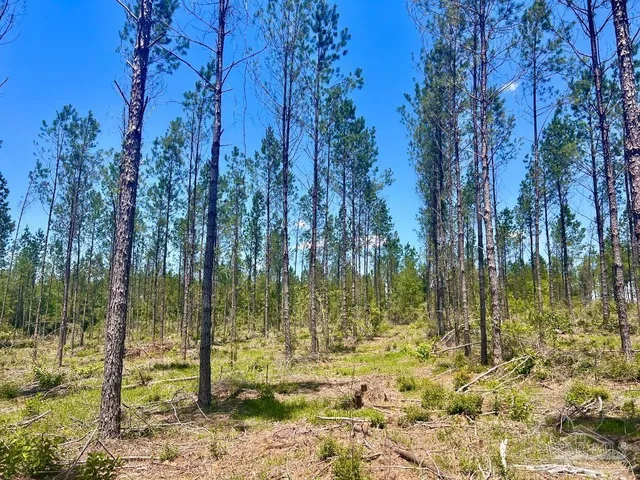 a view of a yard with plants