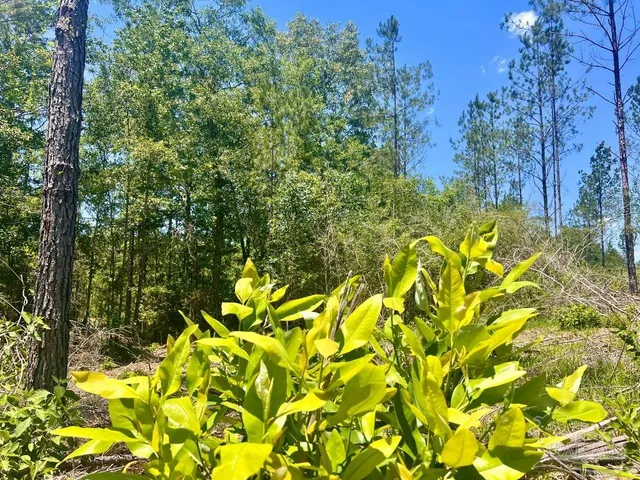 a view of outdoor space and a yard
