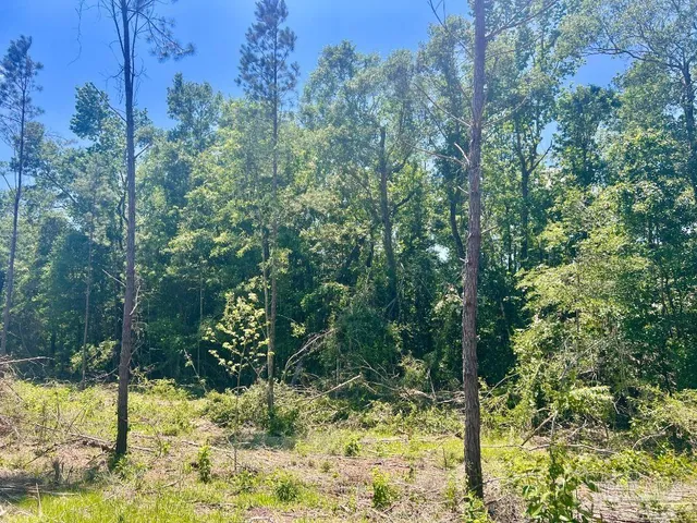a view of a yard with plants