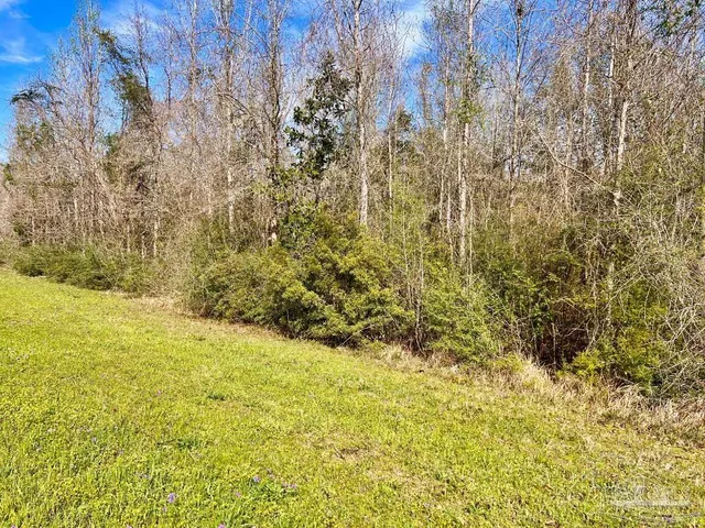 a view of a yard with trees