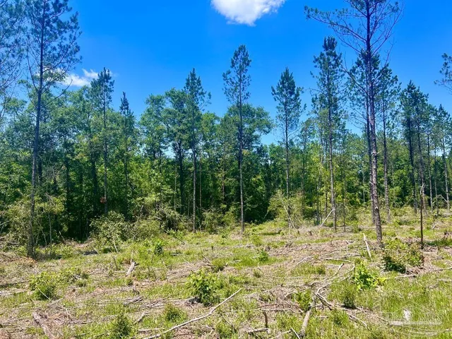 a view of a yard with plants and trees