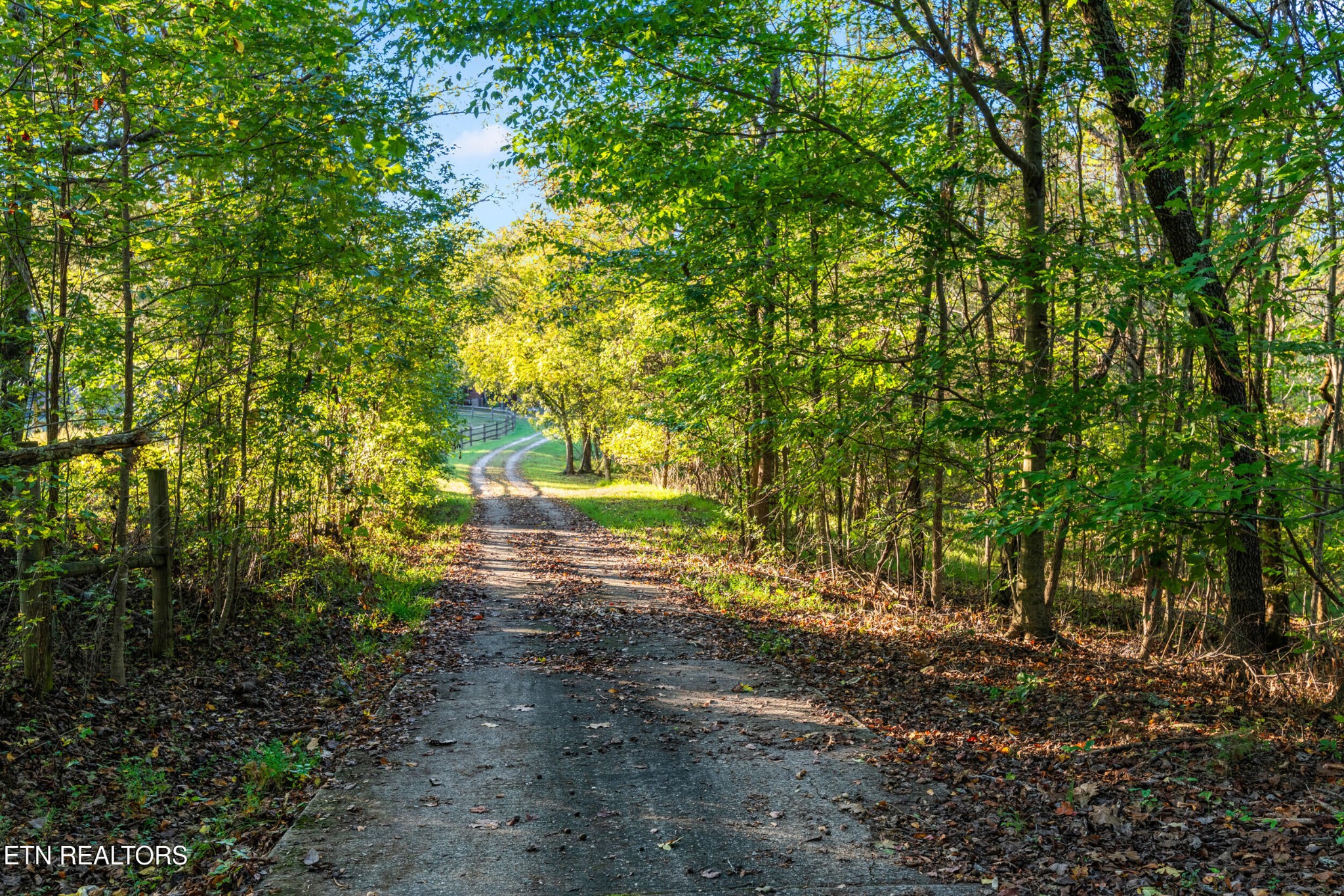 228 Pattie Gap Road Philadelphia, TN 37846 - Photo 52 of 57 a view of a yard with plants and trees