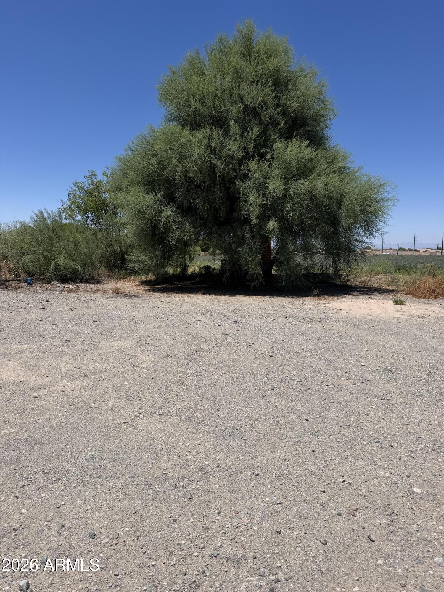 0 West Elliot Road Laveen, AZ 85339 - Photo 5 of 5 Nice shaded tree on this acreage