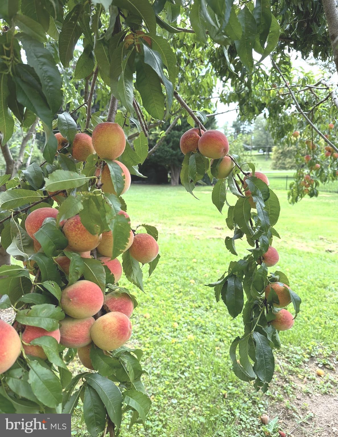 12416 West Old Baltimore Road Boyds, MD 20841 - Photo 38 of 46 Peach tree