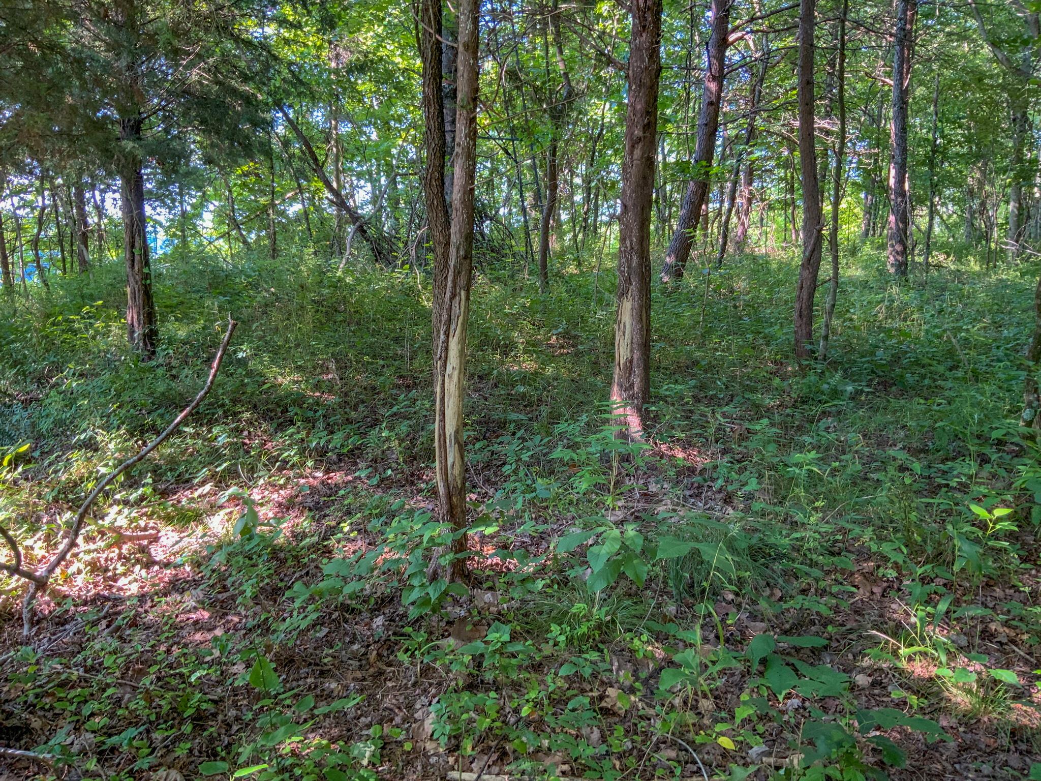 175 Comer School Road Minford, OH 45653 - Photo 29 of 39 IMG_3551