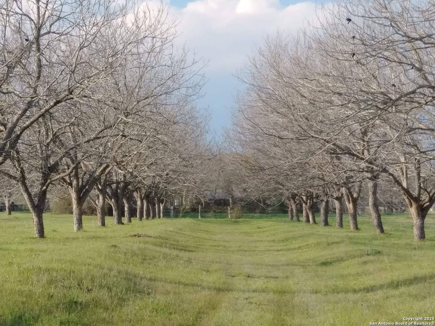 263 Krams Creek Road Seguin, TX 78155 - Photo 13 of 16 a view of a park with large trees