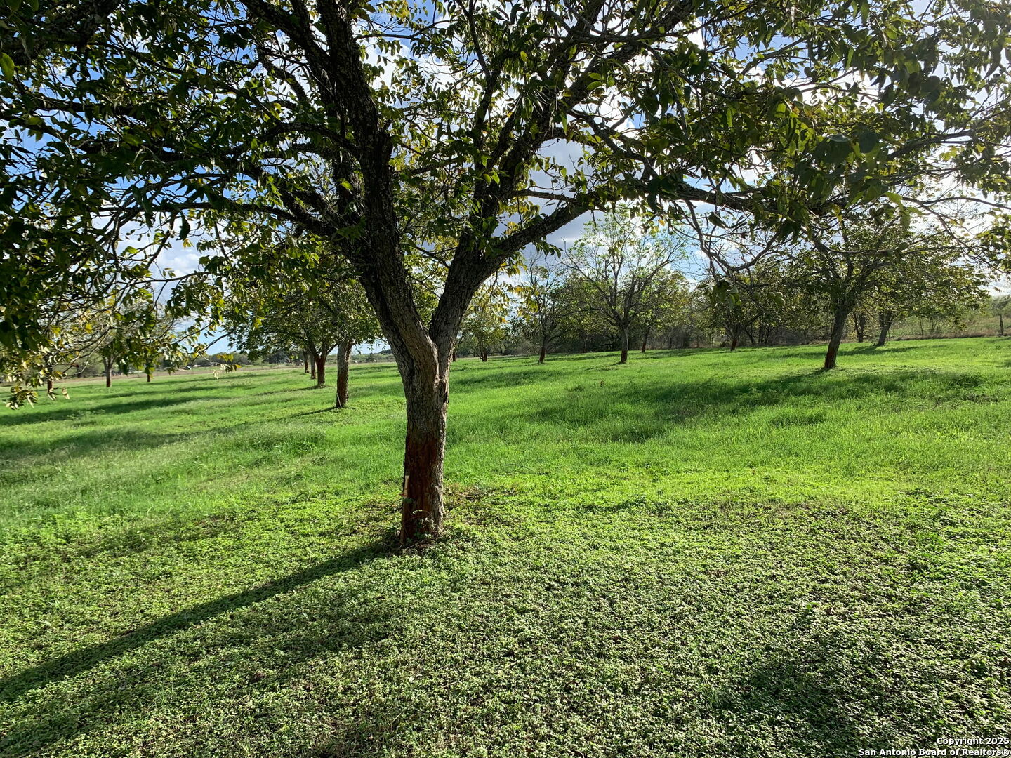 263 Krams Creek Road Seguin, TX 78155 - Photo 5 of 16 a view of a lush green space