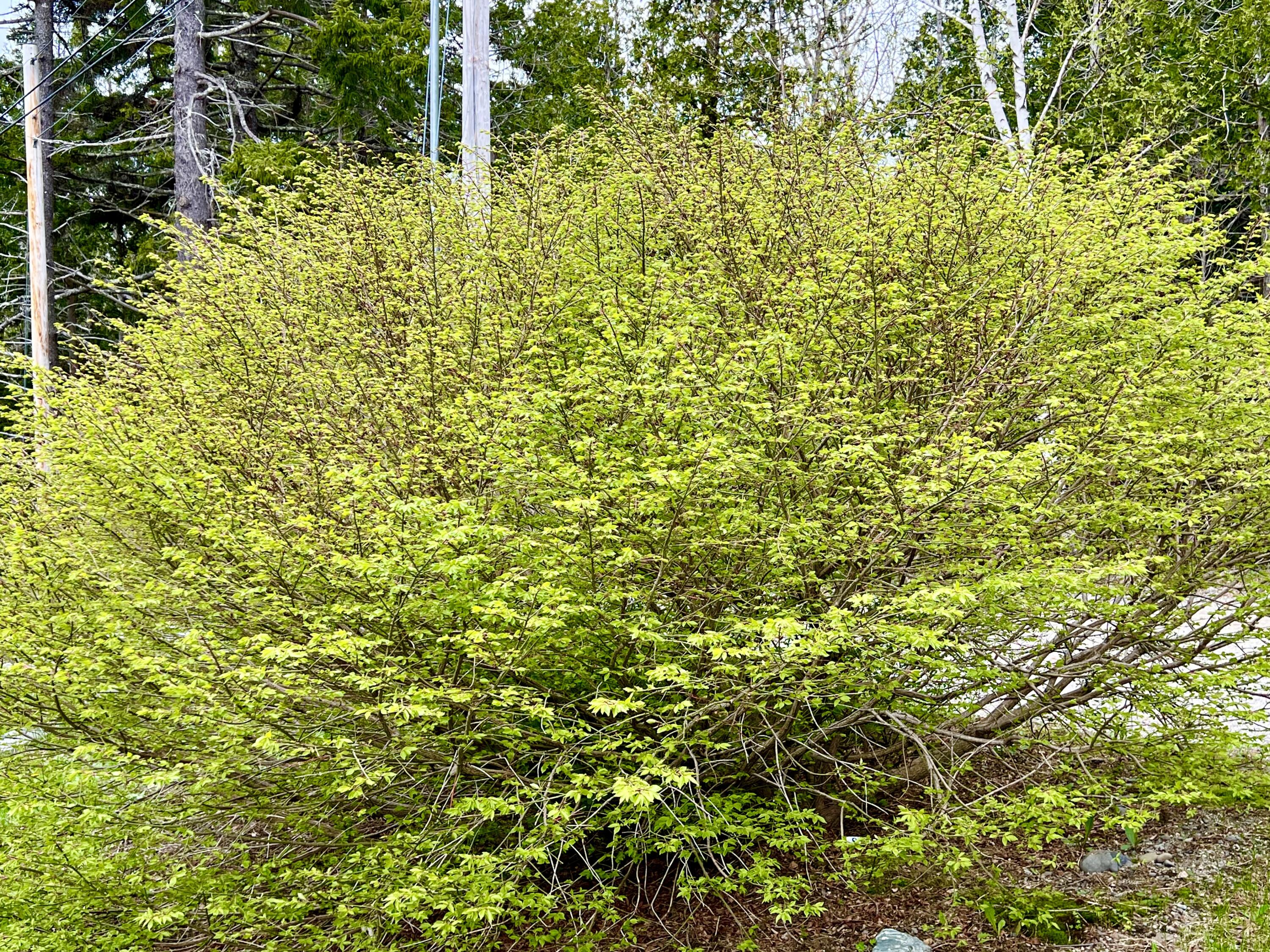 15 Miles Road Seal Cove, ME 04674 - Photo 54 of 64 Front yard