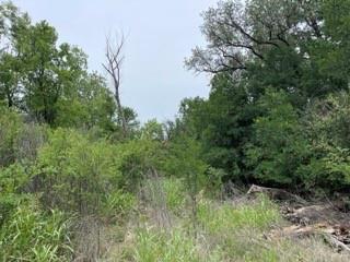 Tbd Homewood Circle Early, TX 76802 - Photo 7 of 11 a view of a lush green forest with lots of trees