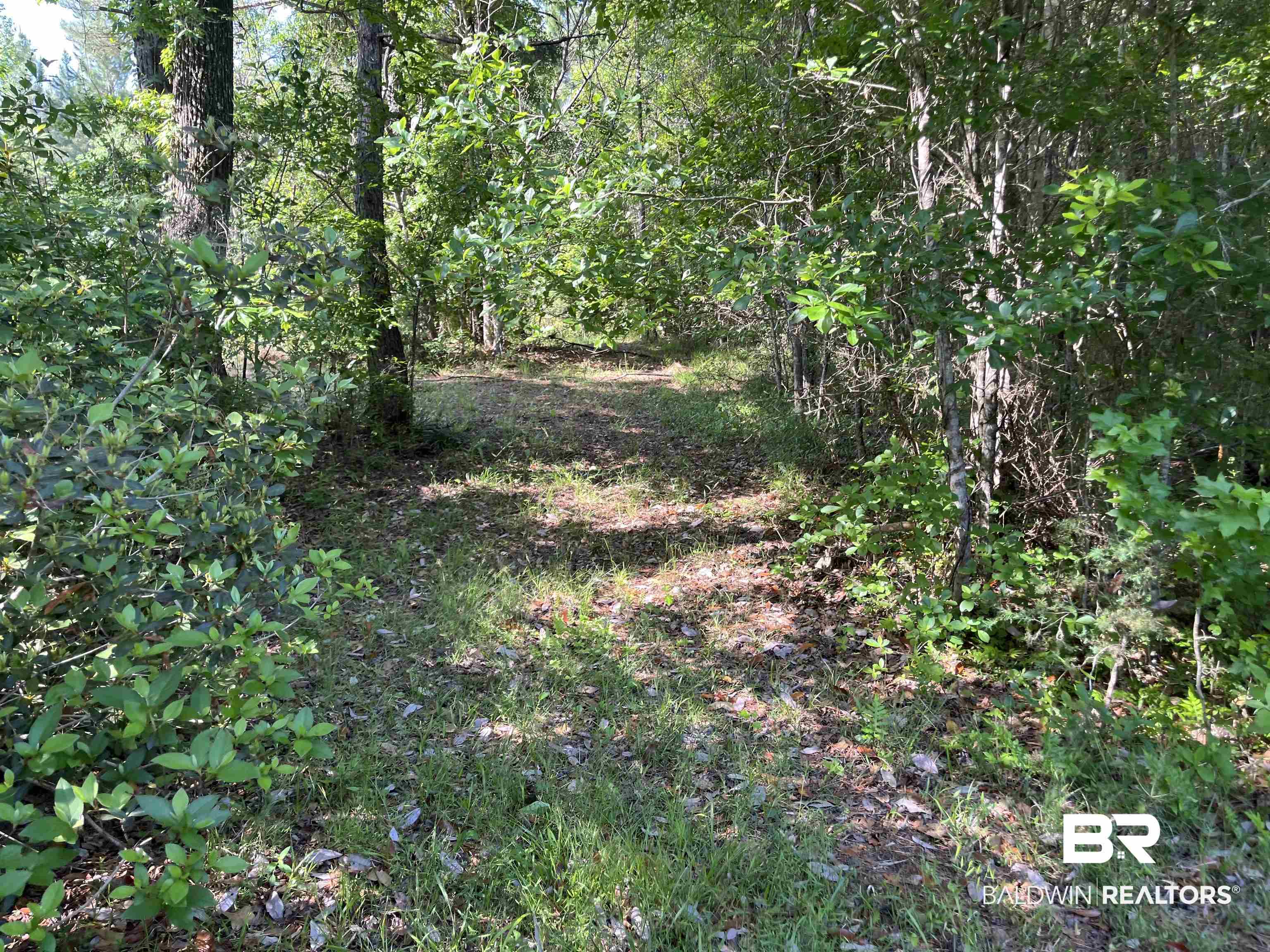 315 Dawkins Road Brewton, AL 36426 - Photo 9 of 19 View of local wilderness featuring a view of trees