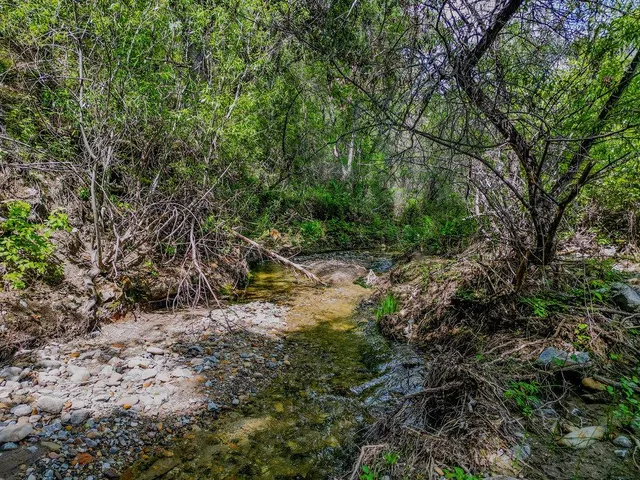 a close up of a plant