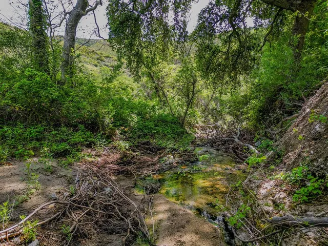 a view of a field with trees in the background