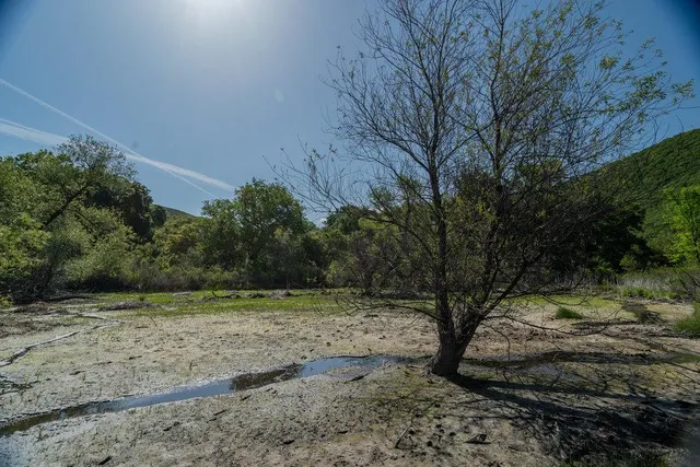 a view of a lush green forest with lots of trees