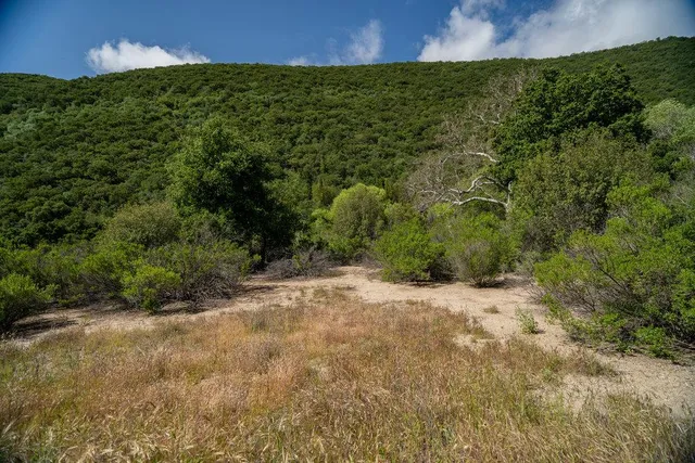 a view of a lush green forest with lots of trees