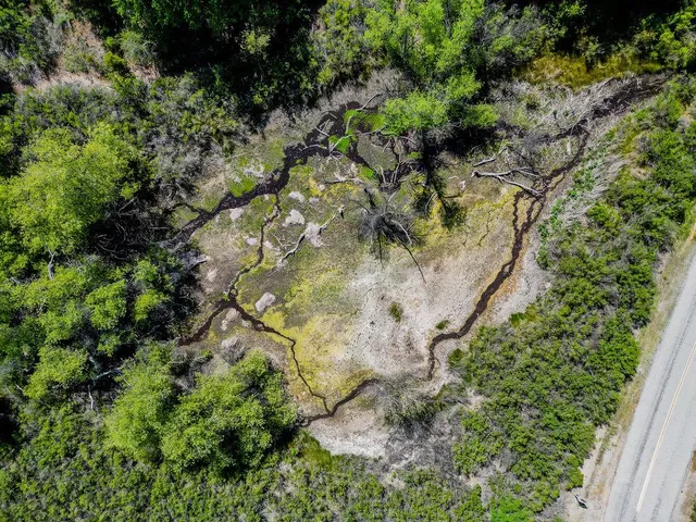 a plant that is in a field