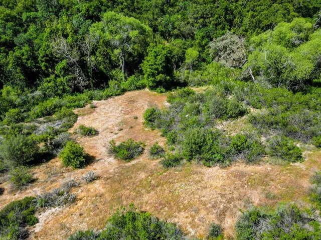 a view of a yard with plants and large trees
