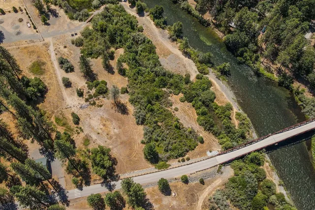 a view of a forest with a tree