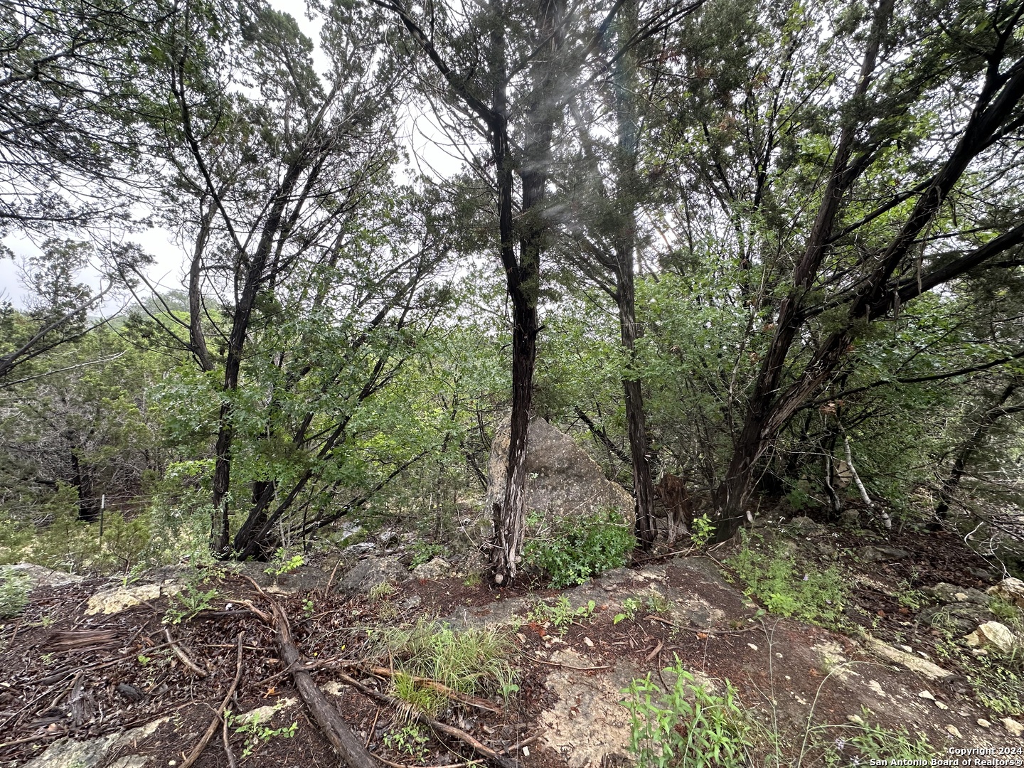 Tbd Stagecoach Trail Spring Branch, TX 78070 - Photo 10 of 12 a view of a forest filled with trees