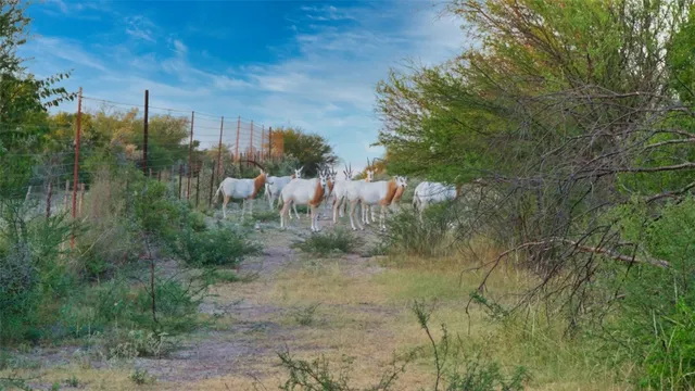 a view of a yard with plants and large trees