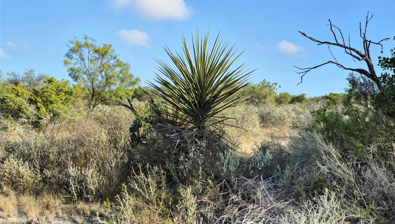 0 Ranch To Market 3008 Ranch Brackettville, TX 78832 - Photo 34 of 40 a view of a flower in a garden