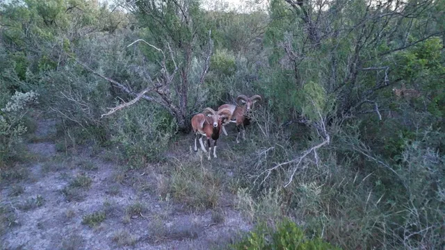 $1,475,000 | 0 Ranch To Market 3008 Ranch, Brackettville, TX 78832