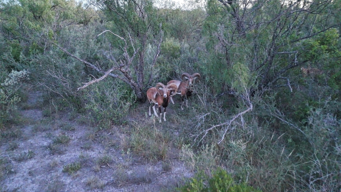 0 Ranch To Market 3008 Ranch Brackettville, TX 78832 - Photo 4 of 40 a view of a bench in a forest