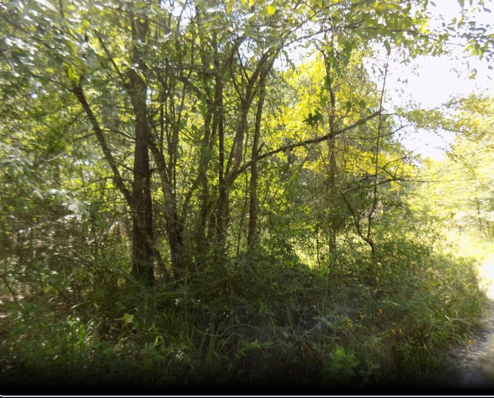 0 Winding Crk Drive Trinity, TX 75862 - Photo 4 of 6