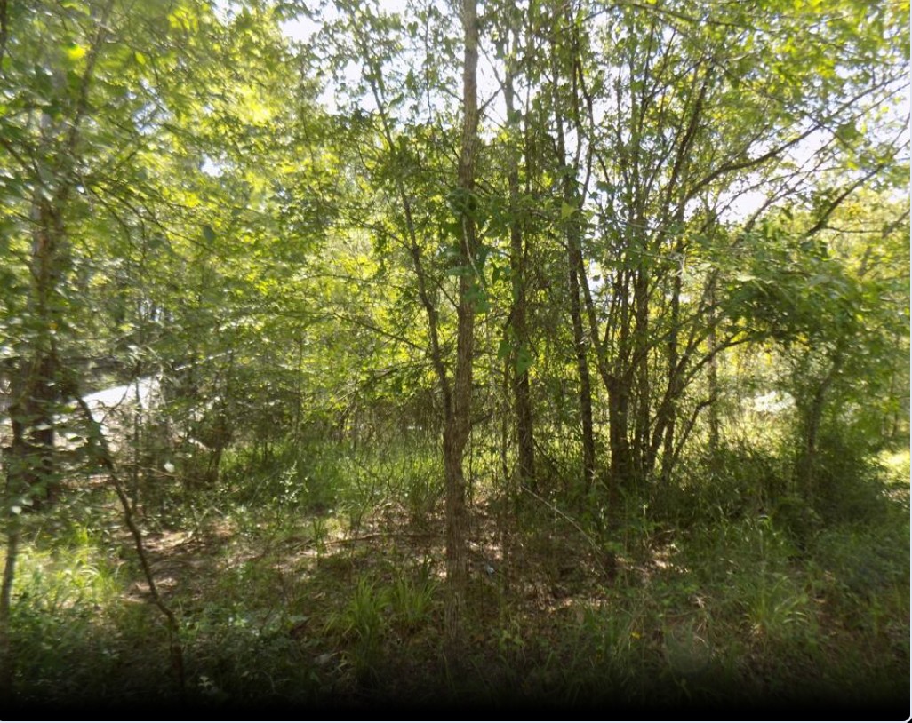 0 Winding Crk Drive Trinity, TX 75862 - Photo 5 of 6