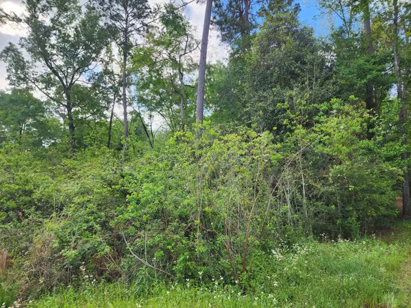 a view of a lush green forest