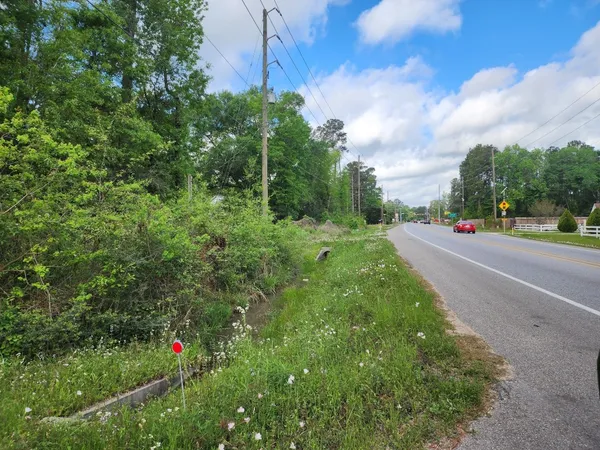 a street view with large trees
