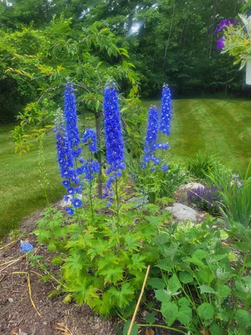 $549,900 | 11410 Windsor Drive Northeast, Sparta, MI 49345