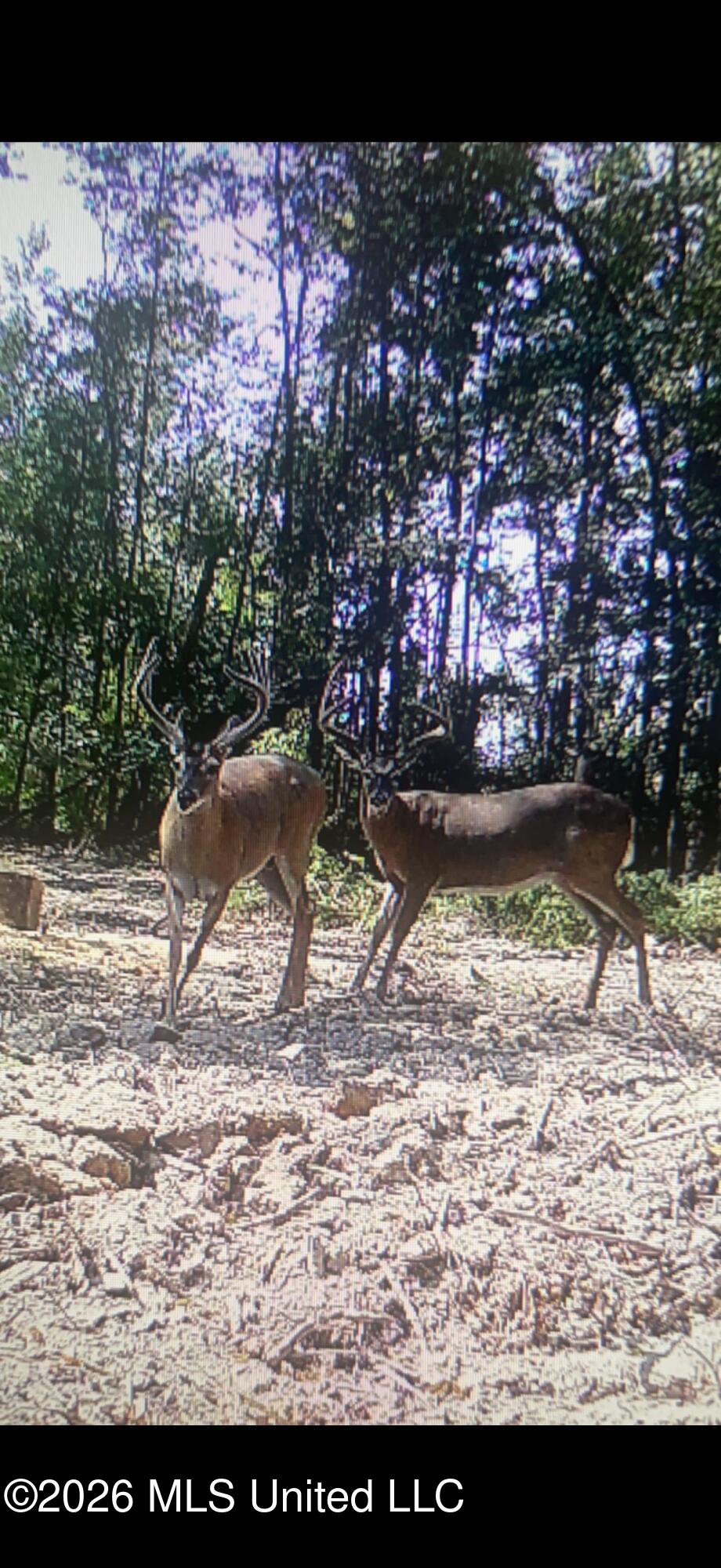 0 East Doc Clark Road Morton, MS 39117 - Photo 2 of 18 IMG_0454