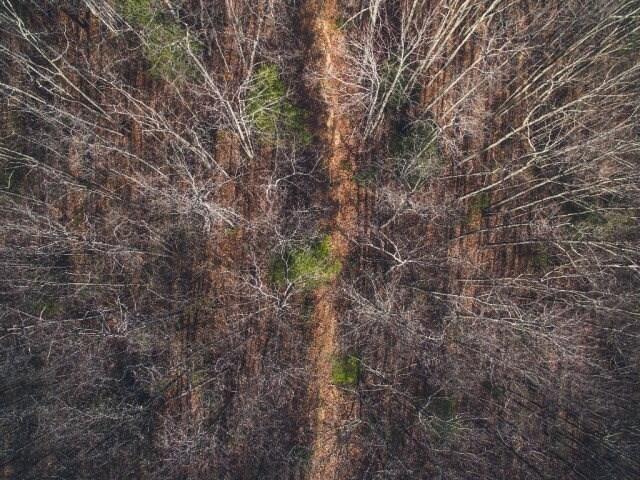 0 Honeysuckle Road Elliston, VA 24087 - Photo 2 of 4 a view of a forest with lots of trees