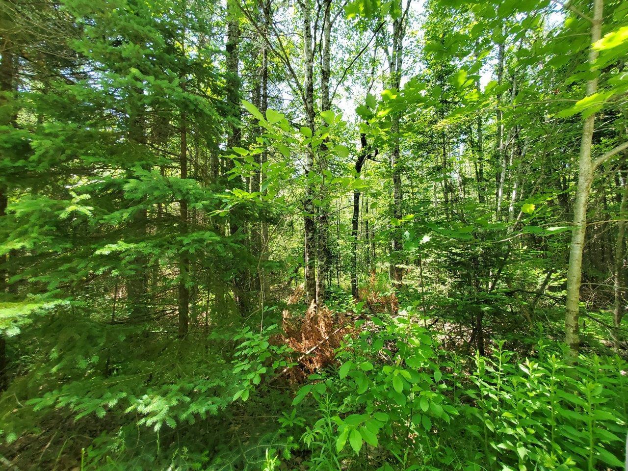 0 Morgan Road Burnham, ME 04922 - Photo 40 of 69 20250617_124259